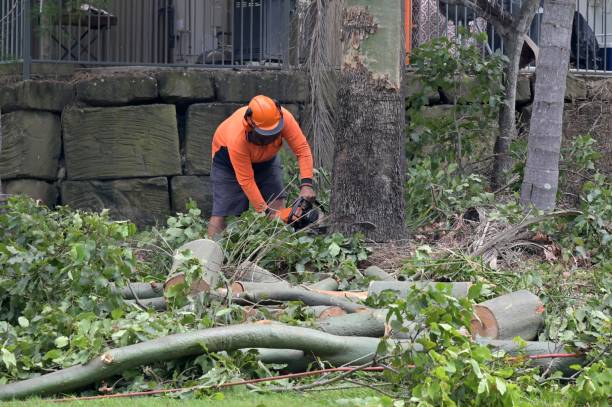 The Steps Involved in Our Tree Care Process in Grace, ID